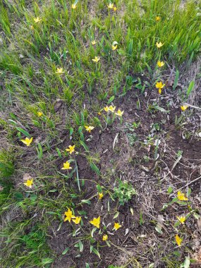 Ormanda sarı bahar çiçekleri