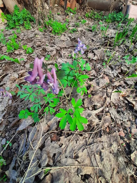 Ormanda mor bahar çiçekleri