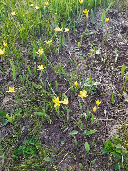Ormanda sarı bahar çiçekleri