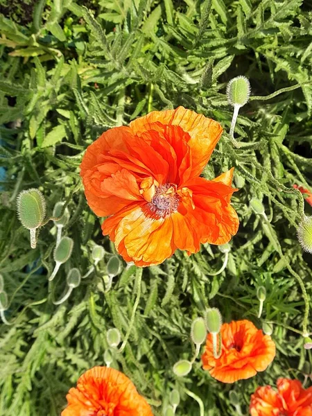 kırmızı bahar çiçekleri gelincikler