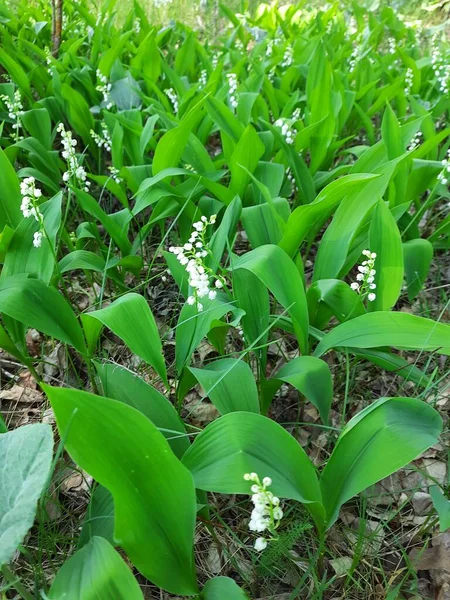 Bahar çiçekleri - Vadinin zambakları