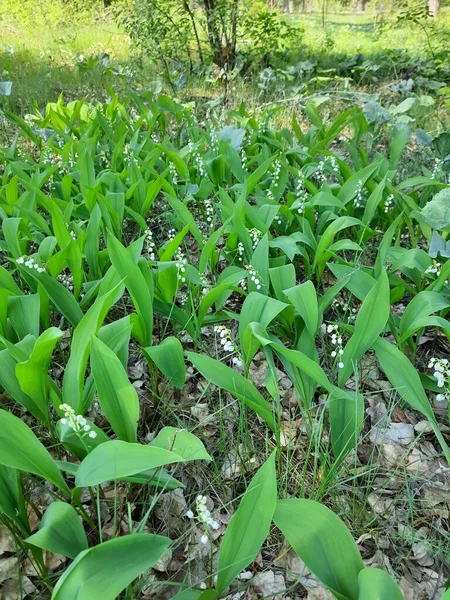 Bahar çiçekleri - Vadinin zambakları