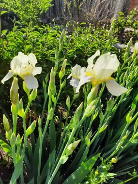 Yazın bahçede çiçekler