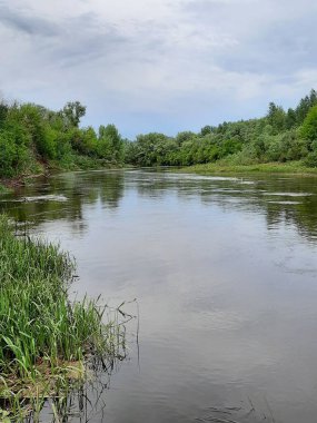 Yazın ormandaki nehir kıyısında