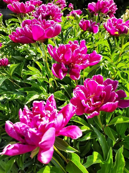 Dikenli kırmızı çiçekler - şakayıklar