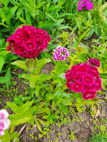 Yazın bahçede çiçekler