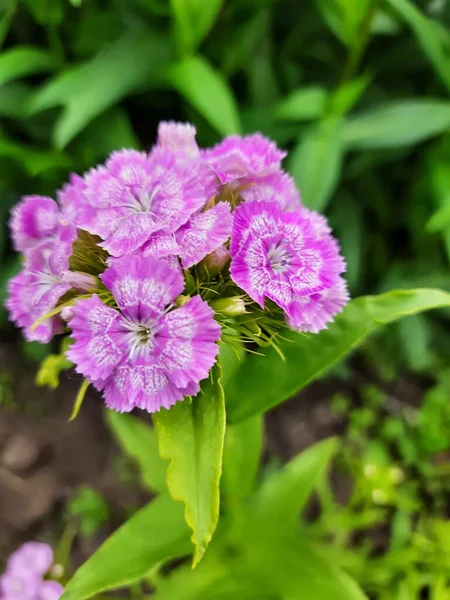 Yazın bahçede çiçekler