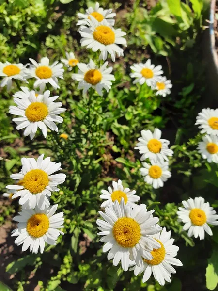 Bahçedeki beyaz çiçekler - papatyalar