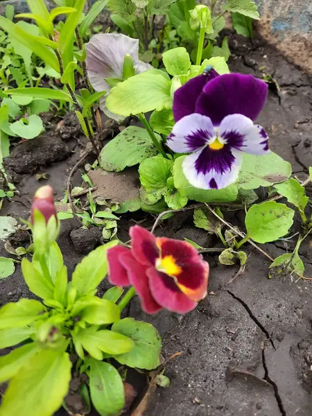 Yazın bahçede çiçekler