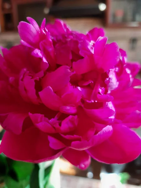 Dikenli kırmızı çiçekler - şakayıklar