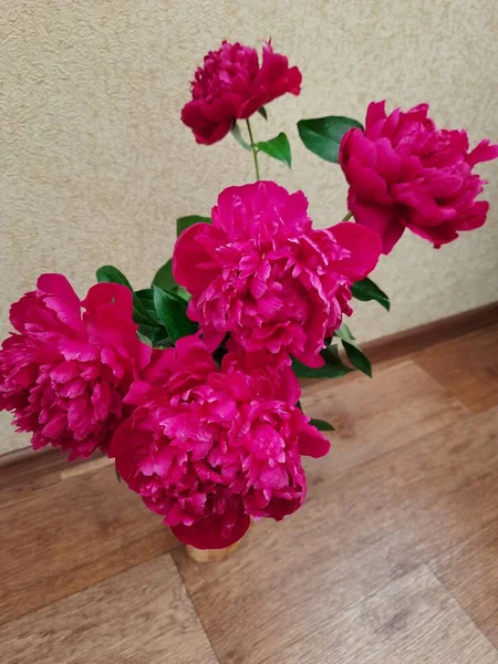 Dikenli kırmızı çiçekler - şakayıklar