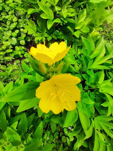 Gele Bloemen Close — Stockfoto