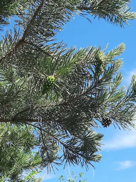 Gökyüzüne karşı yeşil ladin.