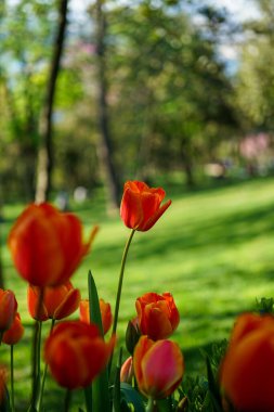 Güneşli bir günde bahçede kırmızı bir lale görmek.