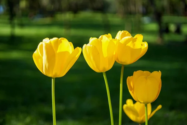 Tulipani Gialli Fiore Con Uno Sfondo Verde Sole Giardino Concetto — Foto Stock