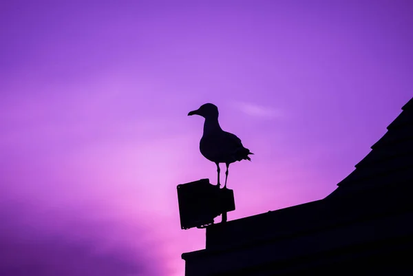 Silhouette Gabbiano Sul Tetto Tramonto Gabbiano Uccello Isolato Sfondo Cielo — Foto Stock