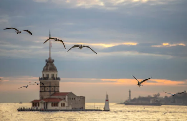 Чайки Девичья Башня Закате Стамбул — стоковое фото
