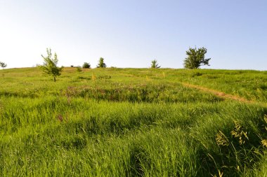Çayırda, doğada, bahçede bir yaz günü. Yeşil çimen, çiçekler, güneş, mavi gökyüzü