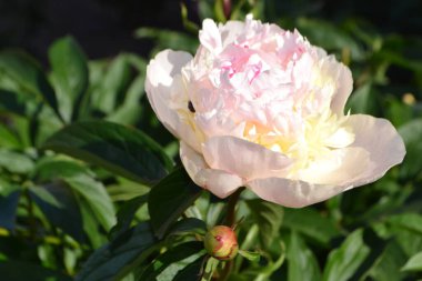 Bahçedeki çiçek açan şakayıklara yakın çekim.