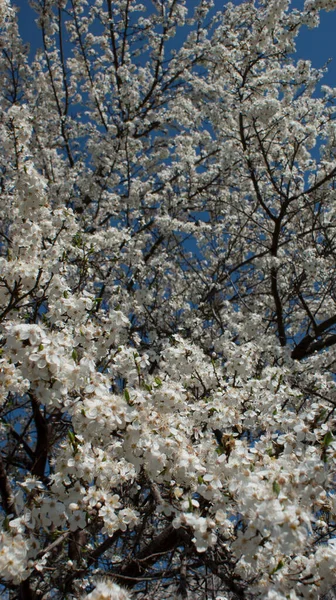 Florescendo Ramo Árvore Primavera — Fotografia de Stock