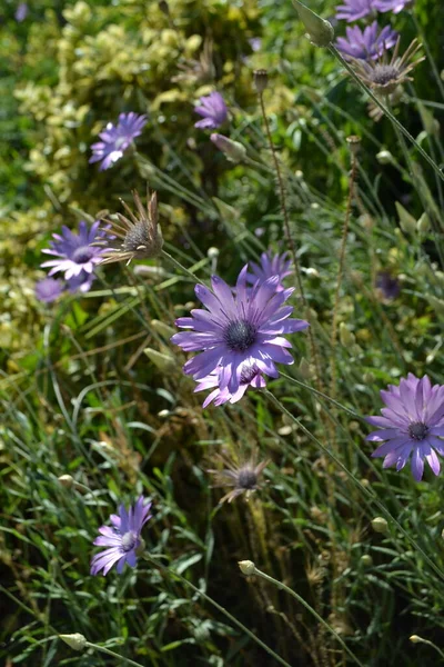 Blauwe Weide Tuinbloemen — Stockfoto