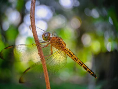 Yağmurdan sonra dalda uçan bir yusufçuk 