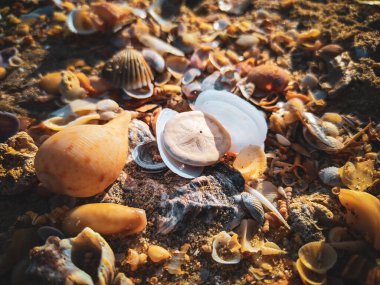 Sahilde deniz kabuğu 