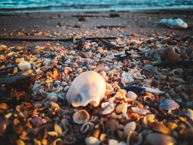 Sahilde deniz kabuğu 