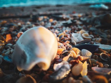 Sahilde deniz kabuğu 