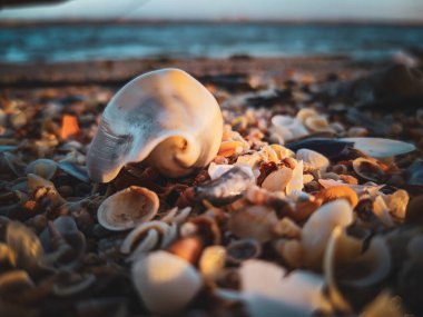 Sahilde deniz kabuğu 