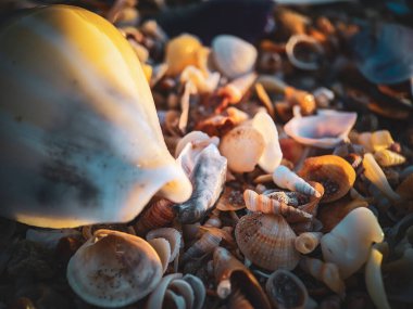 Sahilde deniz kabuğu 