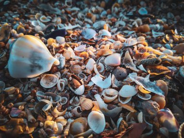 Sahilde deniz kabuğu 