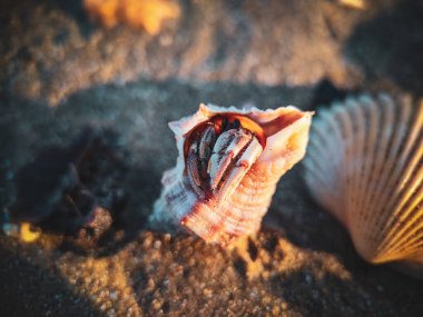 pavurya yakın çekim 