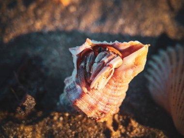 pavurya yakın çekim 