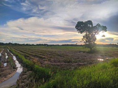Scenic view of agricultural field against sky during sunset,Penajam,Indonesia