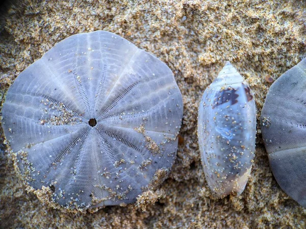 Shell Beach Sea Urchin — ストック写真
