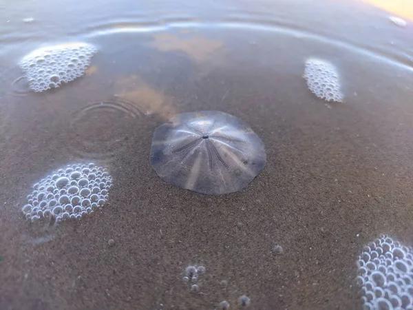 Shell Beach Sea Urchin — Foto de Stock