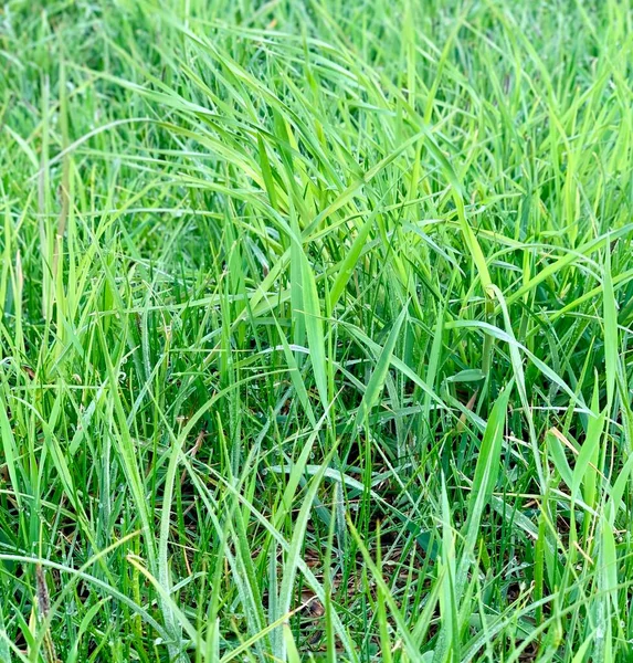 Çiyli yeşil çimen