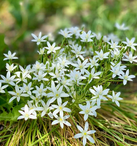 Bahçedeki beyaz papatyalar