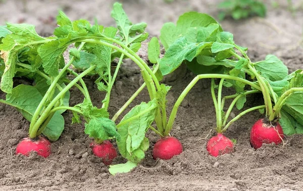 Taze ve organik turp.