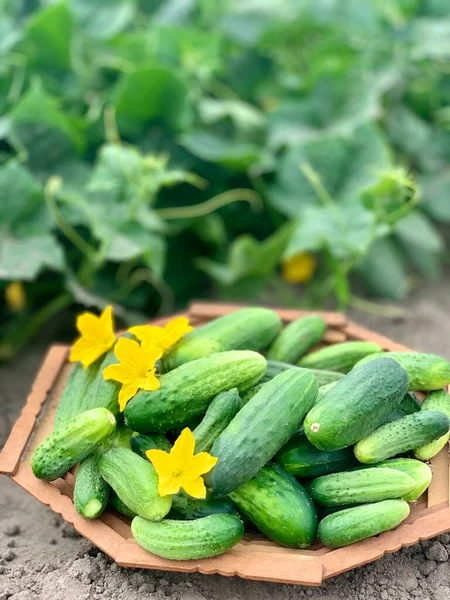 Taze yeşil sebzelere odaklan