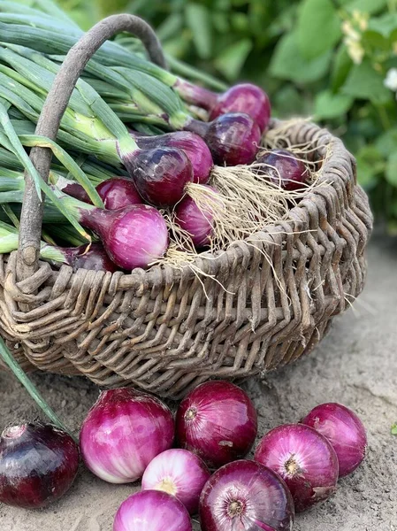  Mor soğanlı tam kare. taze mor soğan.