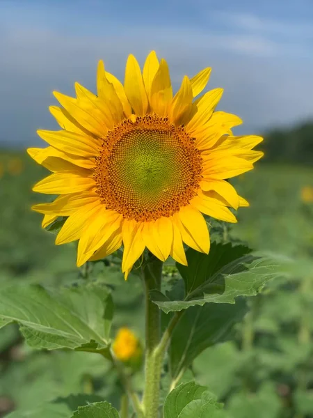 Güneşli bir günde, doğal bir geçmişi olan ayçiçeği.