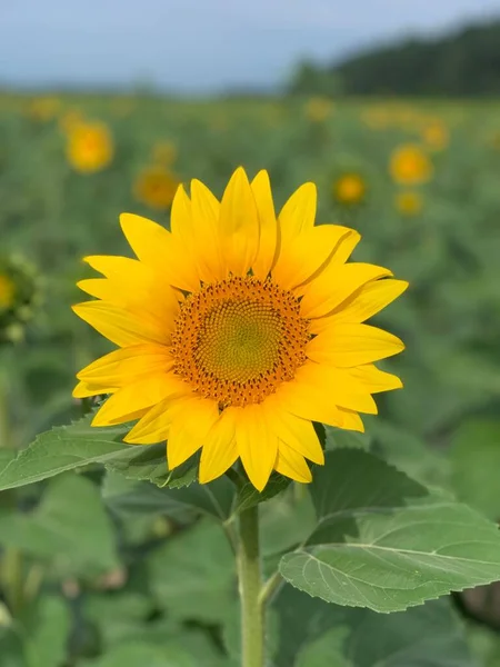 Соняшник Сонячний День Природним Фоном — стокове фото