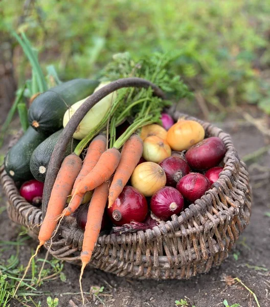 basket of fresh farm vegetables