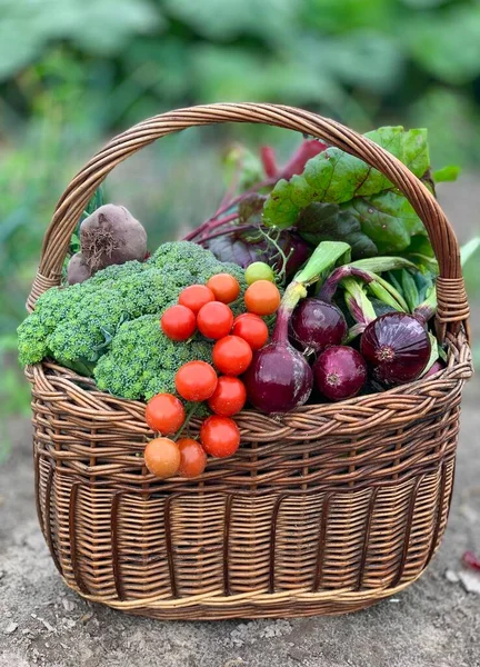 Basket Fresh Organic Vegetables Royalty Free Stock Images
