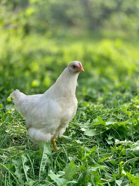 Chickens Farm — Photo