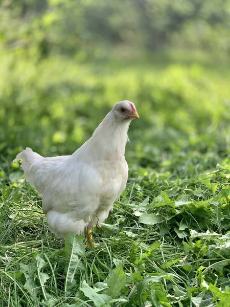 the chickens on the farm