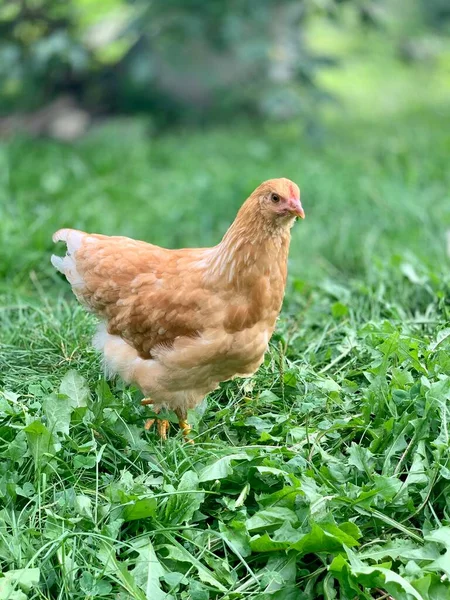 Цыплят Ферме — стоковое фото