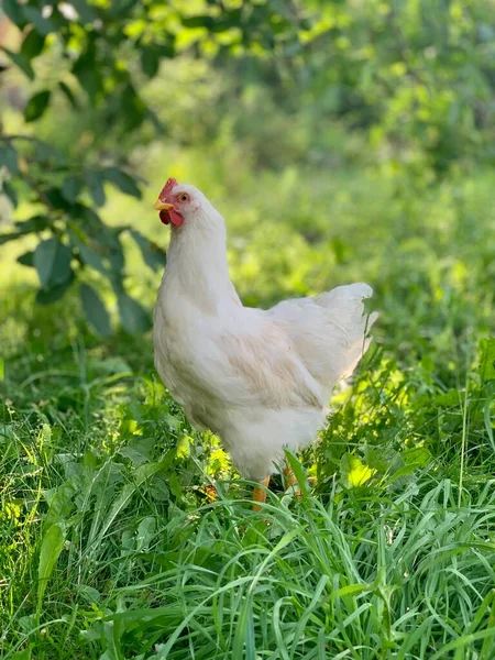 Chickens Farm — Stockfoto